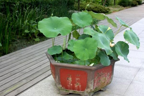 种植荷花注意事项，种植之前必须将种子磨破