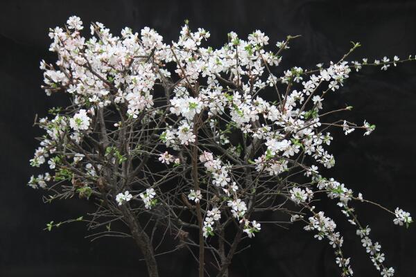 樱花修剪季节，樱花的修剪在夏秋季节