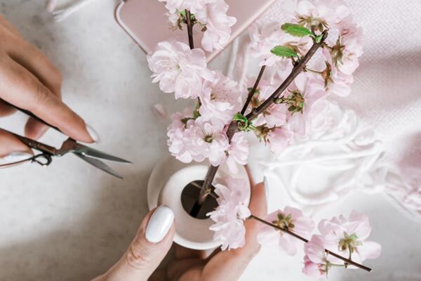 樱花种子如何催芽,樱花催芽的三种方法