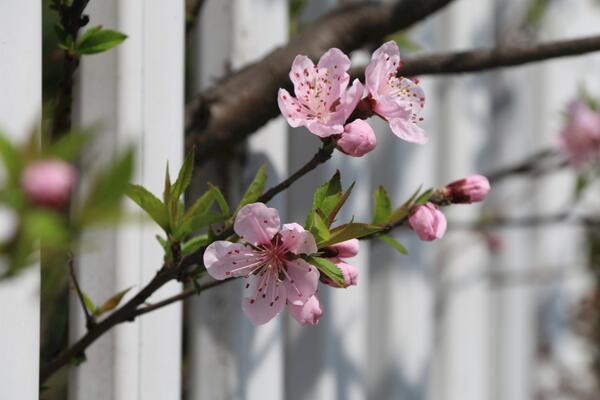 樱花树怎么养,5步即可养好樱花树