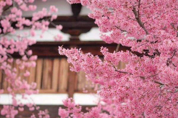 樱花树怎么养,5步即可养好樱花树