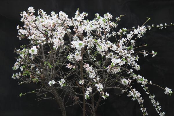 樱花一般什么时候开,每年的三月中旬到四月下旬