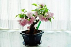 樱花盆栽种植方法，每年的3-4月种植成活率最高