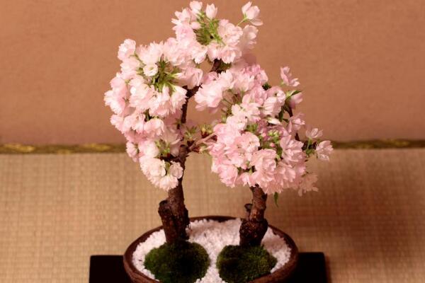 樱花盆栽种植方法，每年的3-4月种植成活率最高