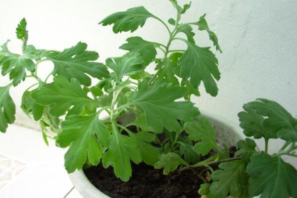 盆栽菊花怎样过冬,修剪过后搬入室内养护