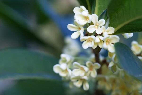 盆栽桂花移栽后管理方法,让植株尽快适应是关键