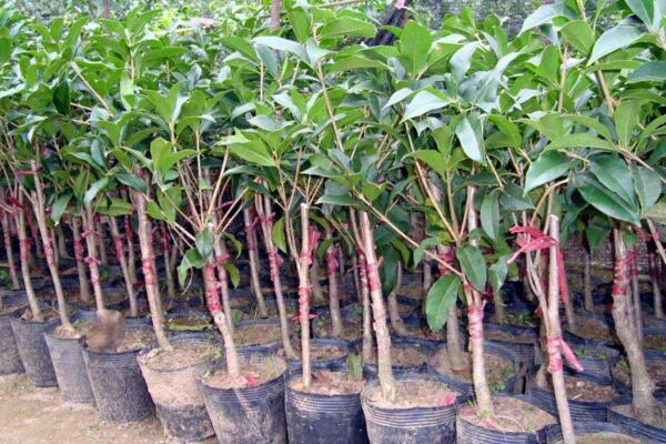 盆栽桂花移栽后管理方法,让植株尽快适应是关键