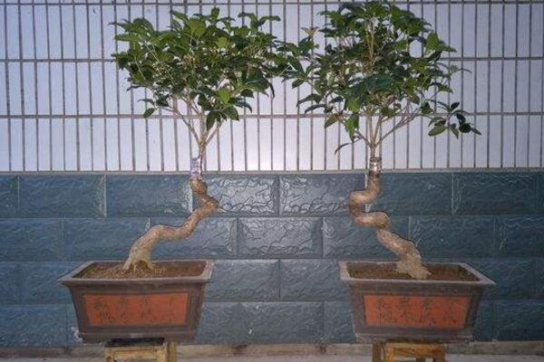 桂花什么时候换盆最好,建议在每年的2~3月进行
