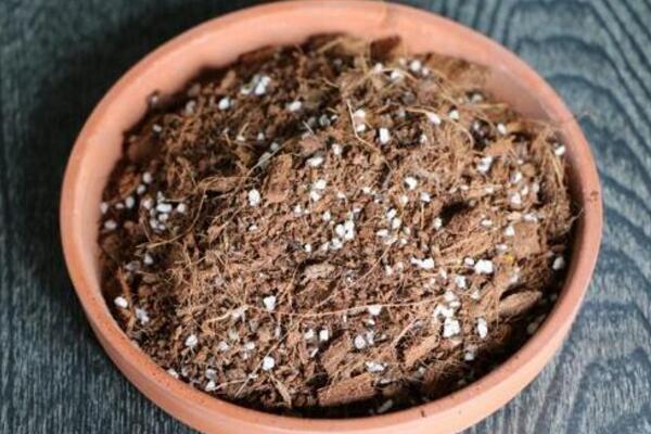 桂花什么时候换盆最好,建议在每年的2~3月进行