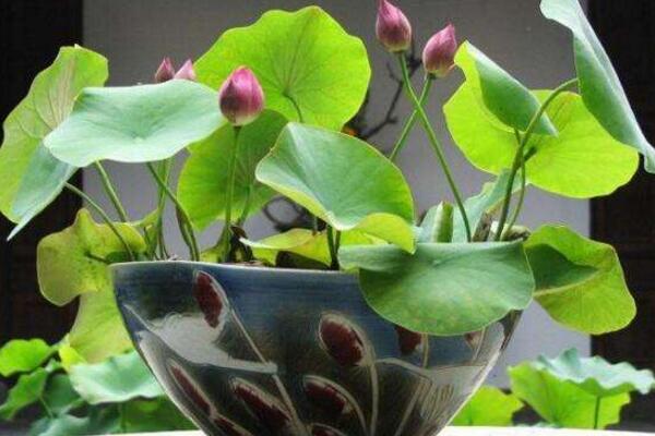 室内养殖荷花方法,养好荷花需牢记以下5点