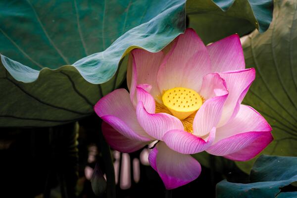 室内养殖荷花方法,养好荷花需牢记以下5点
