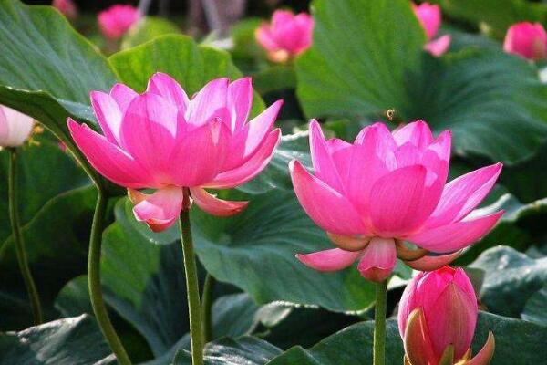 荷花好养吗,6步教你养好荷花