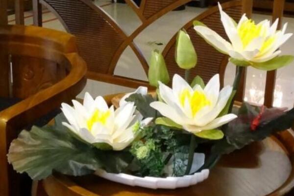 荷花放在家里不吉利吗,这是迷信说法不可当真
