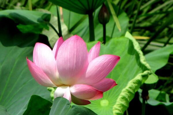 荷花老叶子能摘掉吗,只有在秋季莲藕成熟后才能摘去
