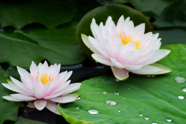 荷花老叶子能摘掉吗,只有在秋季莲藕成熟后才能摘去