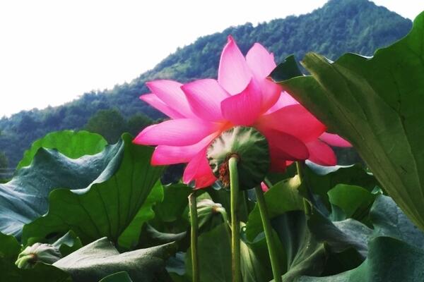 盆栽荷花施什么肥,施肥以磷钾肥为主