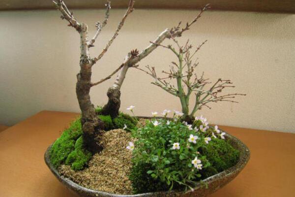 樱花树的病虫害防治，褐斑病以及介壳虫最常见