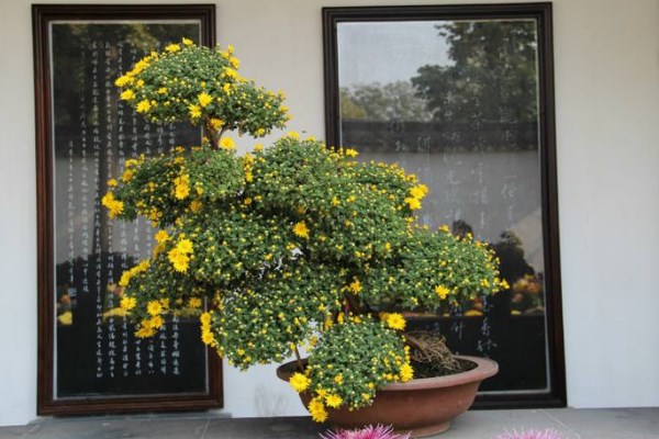 菊花怎么催花,保证养分充足并加强光照