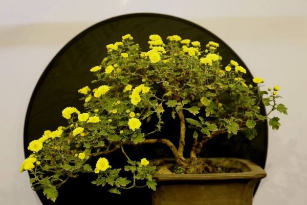 菊花怎么催花,保证养分充足并加强光照