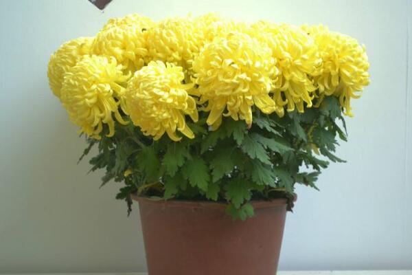 室内适合养菊花吗,可以养殖但要注意花头有毒