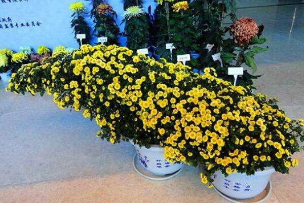 室内适合养菊花吗,可以养殖但要注意花头有毒