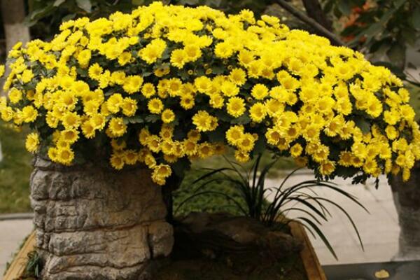 室内适合养菊花吗,可以养殖但要注意花头有毒