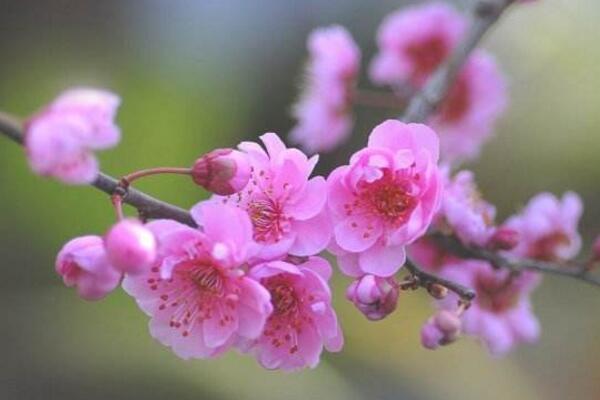 梅花烂根是怎么回事,导致梅花烂根的四种原因