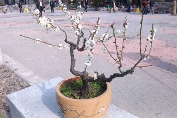 梅花烂根是怎么回事,导致梅花烂根的四种原因