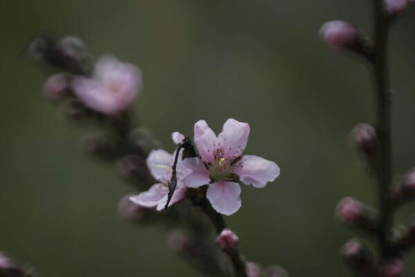 桃花什么时候开,每年的3~4月绽放