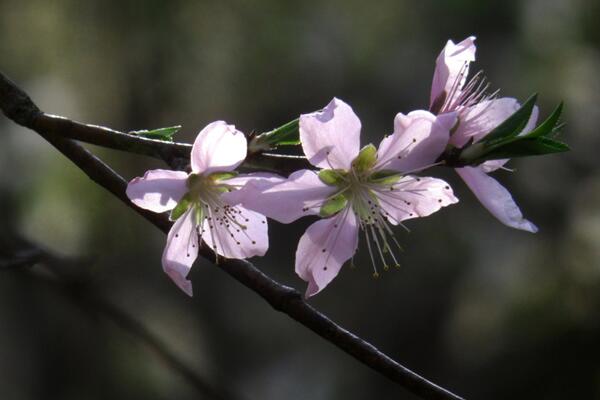 桃花什么时候开，每年的3~4月绽放