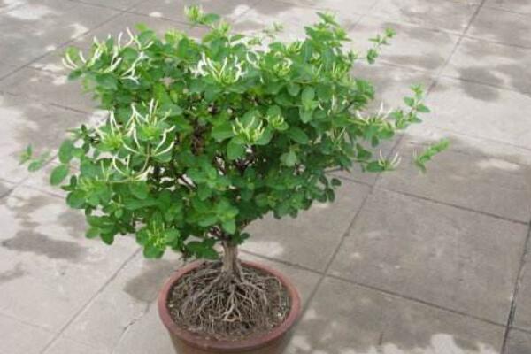 盆栽金银花四季养护方法,不同季节要掌握的要点也不同