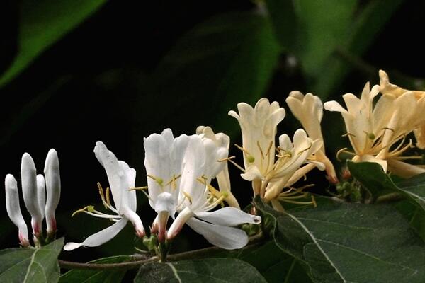 盆栽金银花四季养护方法,不同季节要掌握的要点也不同