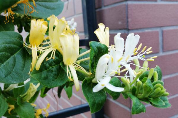 盆栽金银花四季养护方法,不同季节要掌握的要点也不同