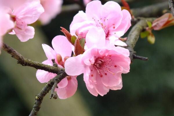 梅花什么时候开花，每年的1~3月