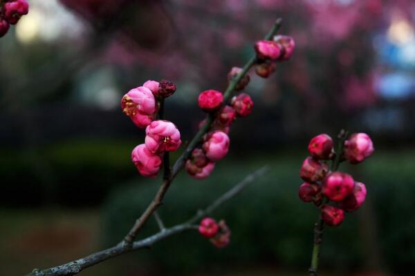 梅花什么时候开花,每年的1~3月