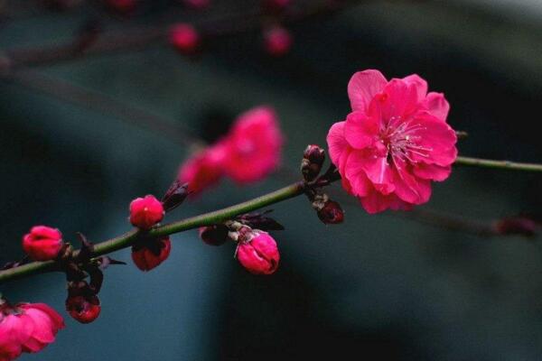 梅花种子怎么种,春秋季播种成活率最高