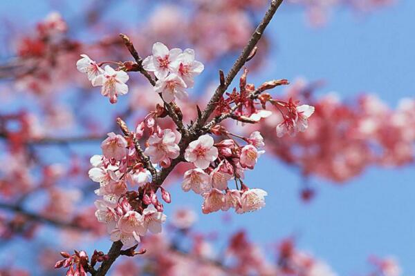 桃花怎么施肥,桃花四季施肥要点
