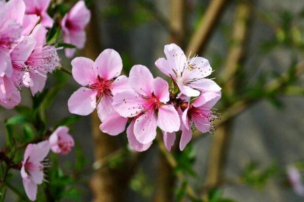 桃花怎么施肥,桃花四季施肥要点