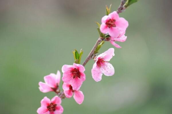 桃花怎么施肥，桃花四季施肥要点