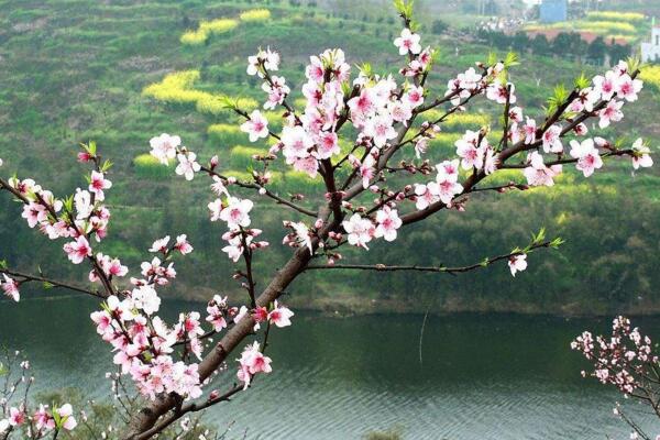 桃花怎么施肥,桃花四季施肥要点