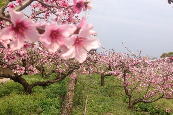 如何延长桃花花期,加强光照并保证养分