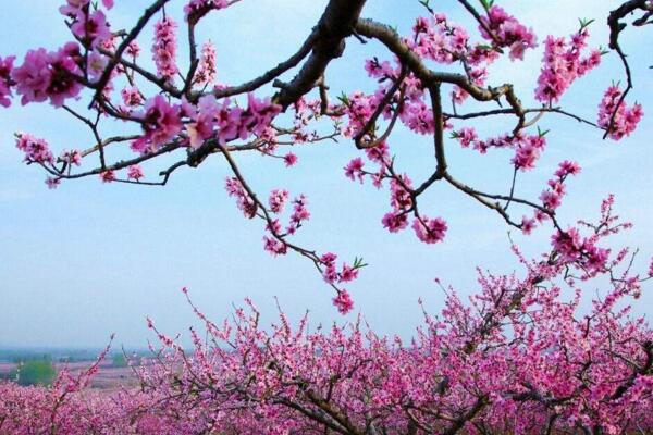 如何延长桃花花期,加强光照并保证养分