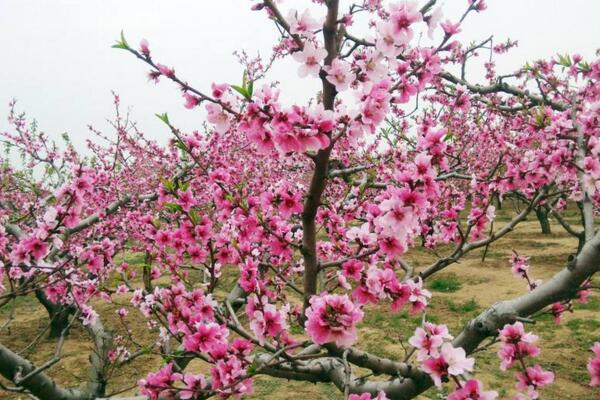 桃花的养殖方法和注意事项，4步教你养好桃花