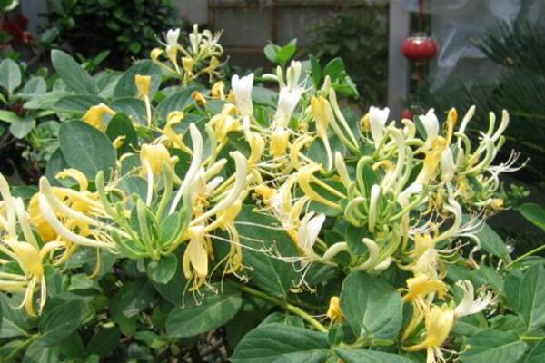 金银花枯萎了怎么办,金银花枯萎原因以及补救方法