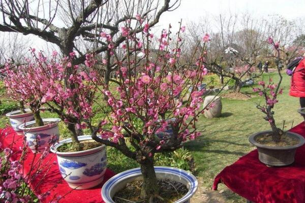 桃花适合家养吗,放在家中装饰效果极佳