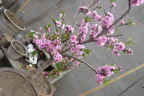 桃花适合家养吗,放在家中装饰效果极佳