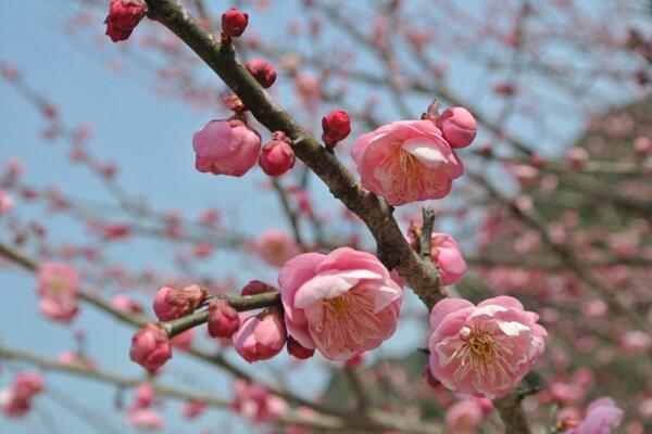 梅花叶子发黄怎么办,分析原因并及时解决