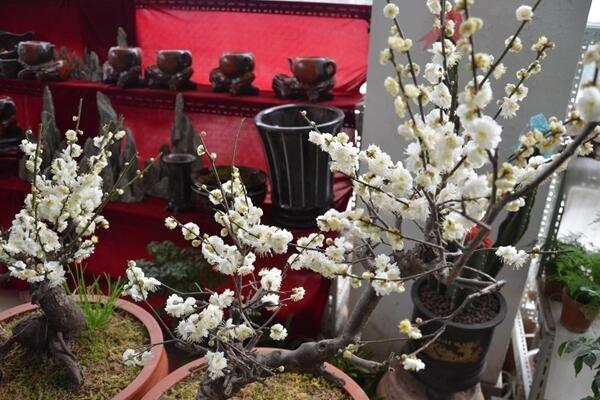 梅花叶子发黄怎么办,分析原因并及时解决