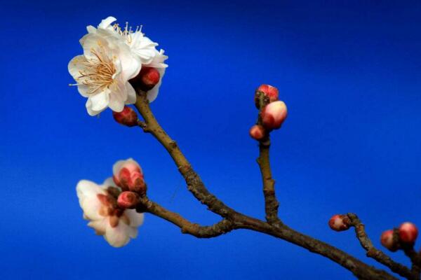 梅花好养吗,梅花的养殖5大要点