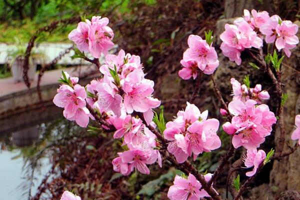 桃花盆景的养护要点，5步即可养好桃花盆景 —【发财农业网】